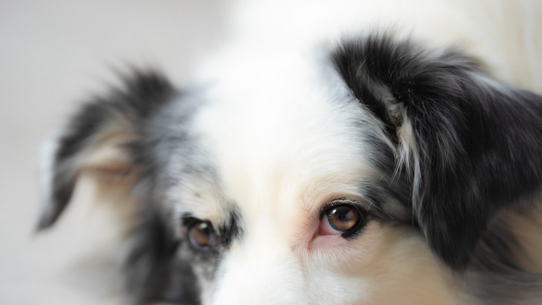Cachorro fica te encarando espiritualmente: closeup dos olhos castanhos de um cao branco e preto olhando fixamente para a camera