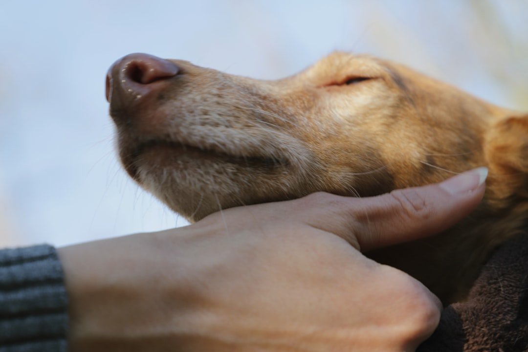 Cachorro fica te encarando espiritualmente: mão de uma pessoa fazendo carinho no focinho de um cachorro relaxado, de olhos fechados