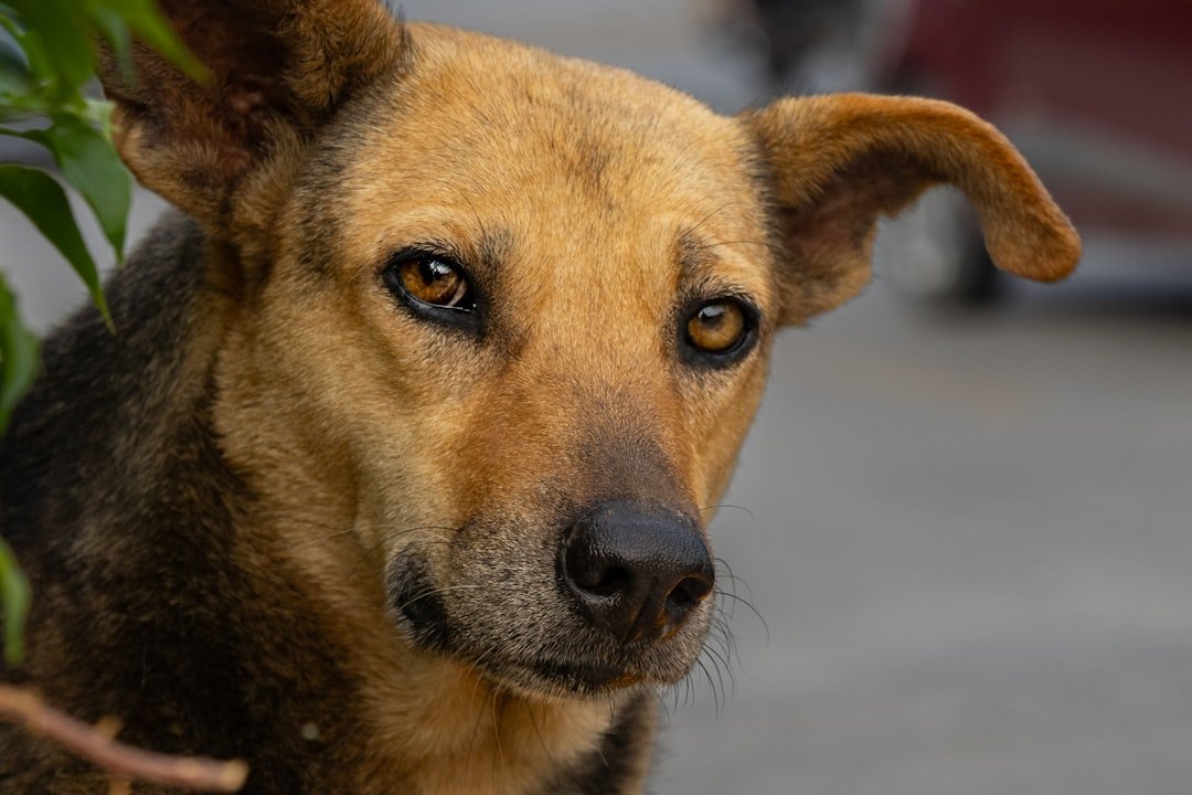 Cachorro fica te encarando espiritualmente: cão de pelagem caramelo com as orelhas em alerta, olhando fixamente para a câmera