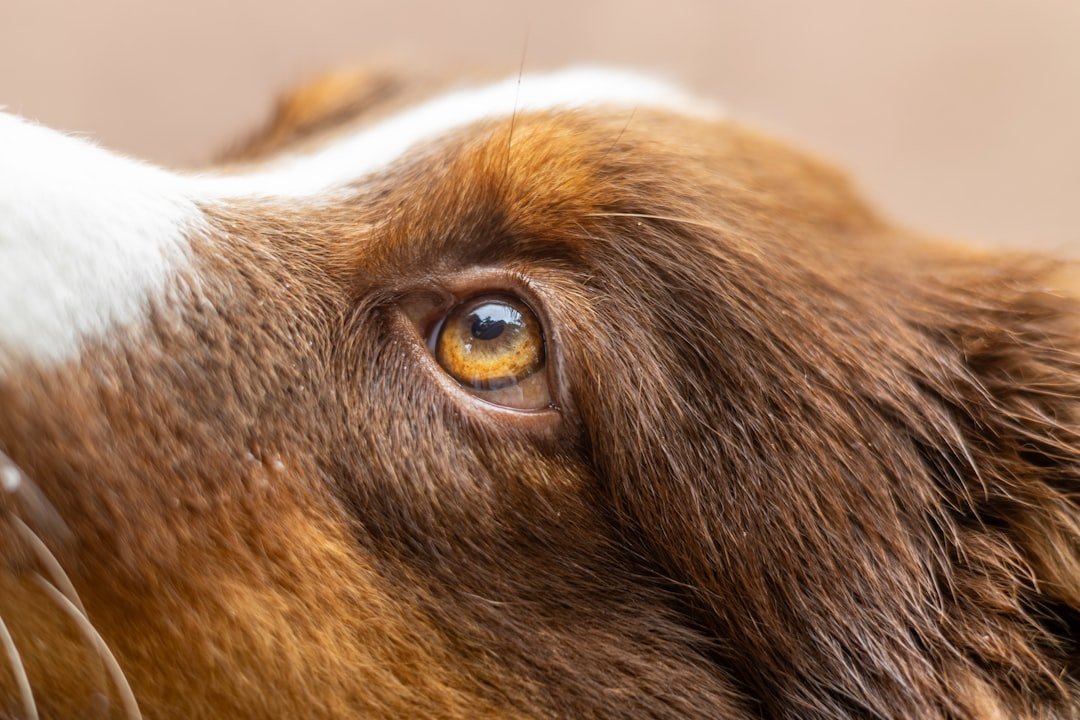 Cachorro fica te encarando espiritualmente: closeup do olho de um cachorro de pelagem caramelo e branca, em foco intenso