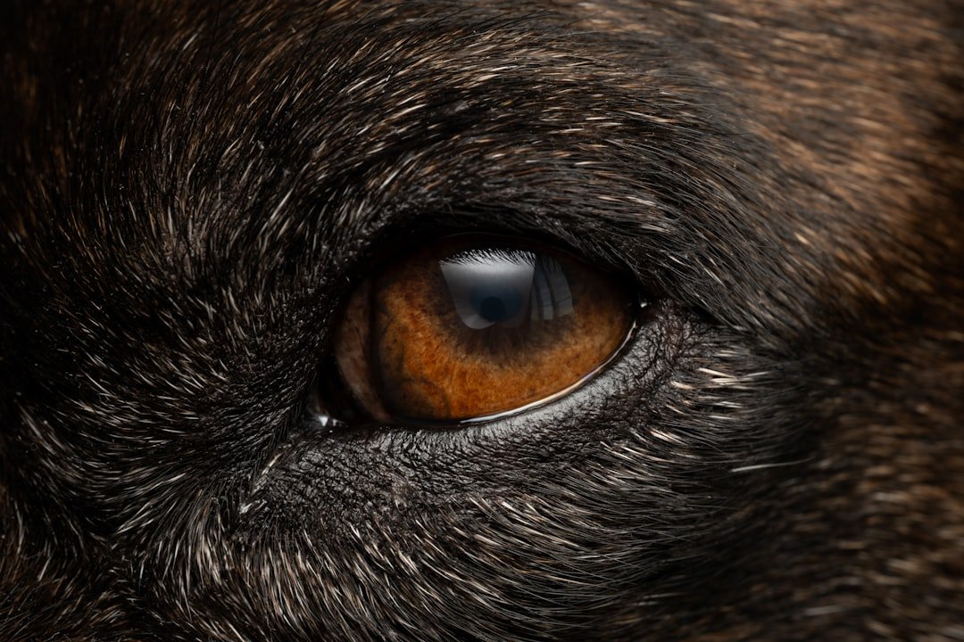 Cachorro fica te encarando espiritualmente: closeup macro do olho castanho-dourado de um cachorro, mostrando o brilho do olhar