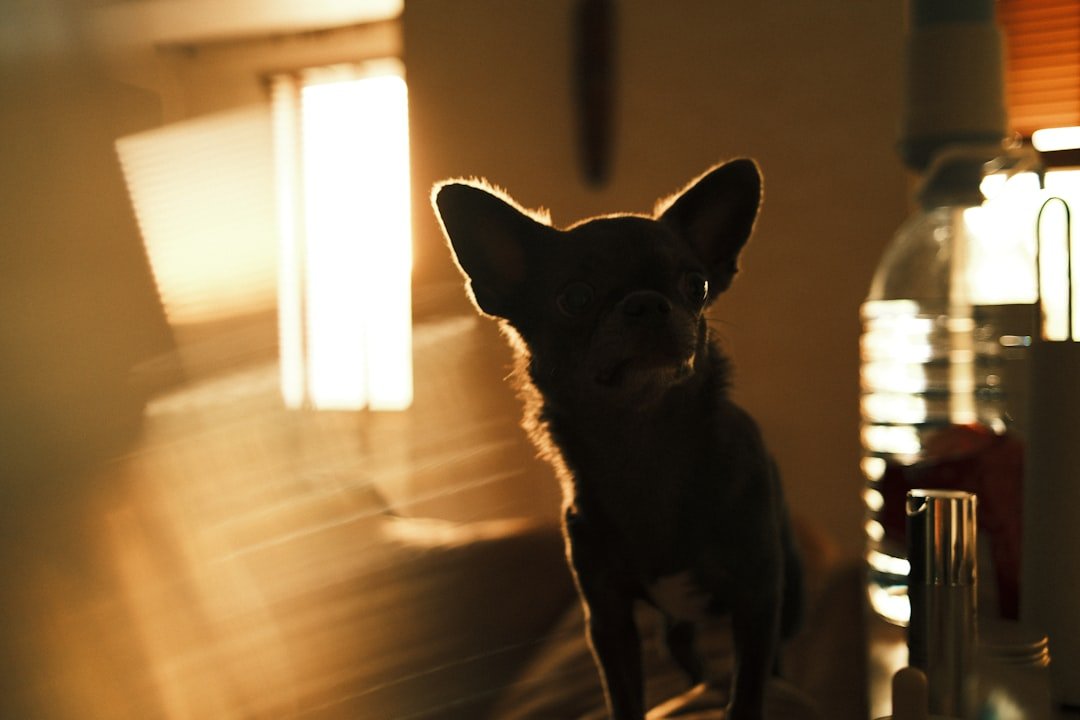 Cachorro fica te encarando espiritualmente: silhueta de um cachorro pequeno contra a luz dourada do entardecer