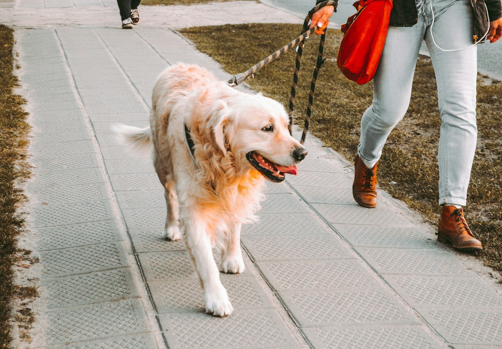 Cachorro no cio passeando na coleira ao lado da tutora