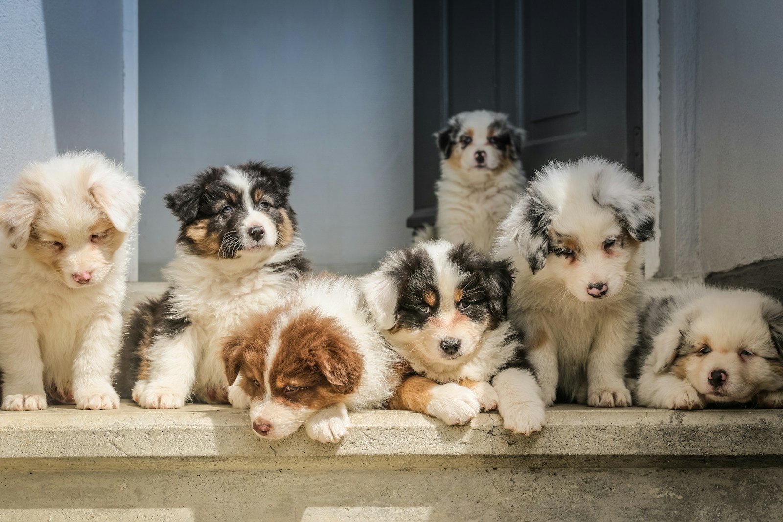 Cachorro no cio ainda filhote, ao lado de outros filhotes da ninhada