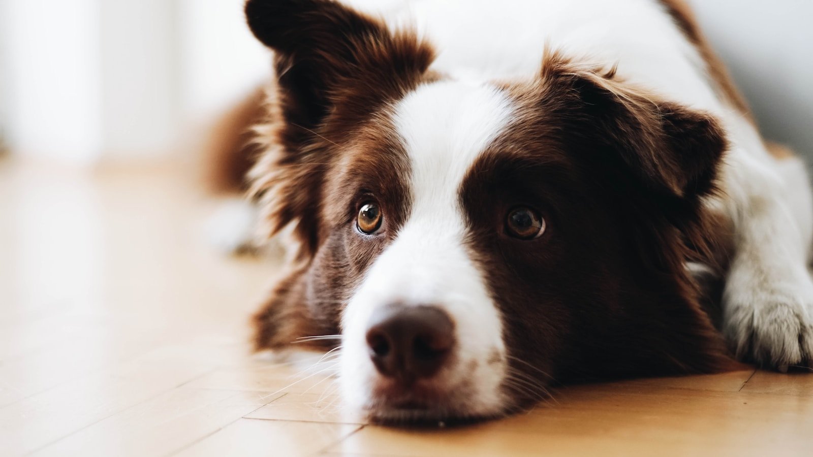 Cachorro no cio deitado no chão, atento e com o olhar alerta