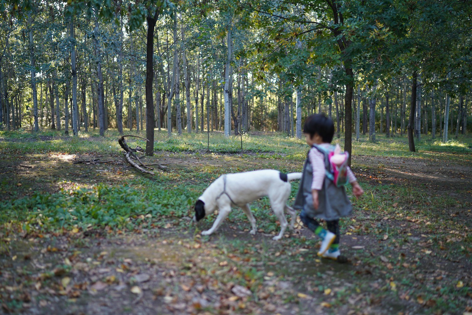 Cachorro para criança autista: criança caminha ao lado do cachorro em trilha na floresta