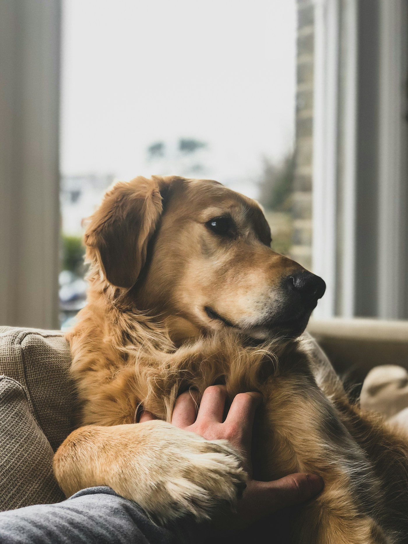 Cachorro para criança autista: golden retriever encosta a pata na mão do tutor em gesto de pressão profunda