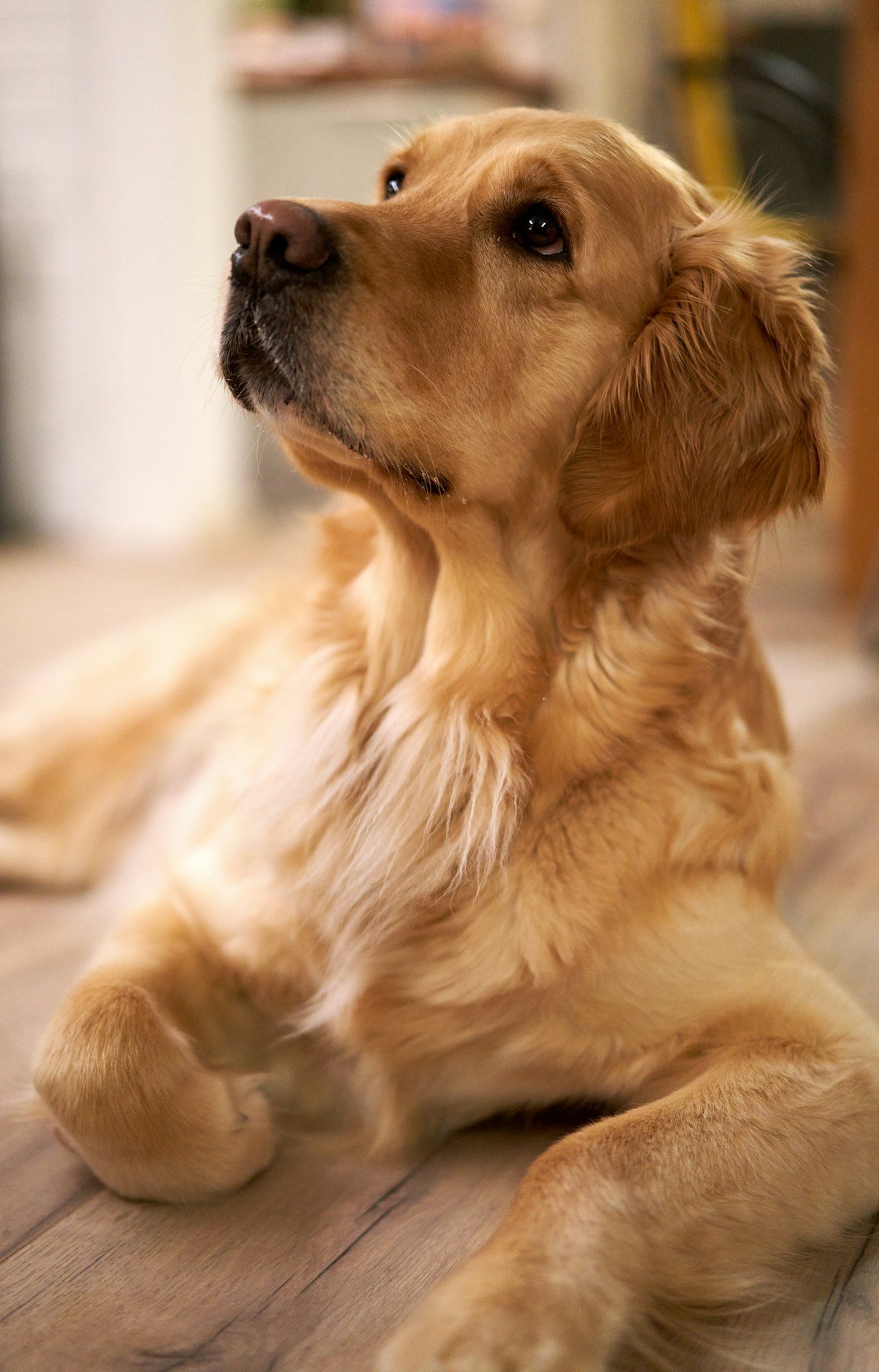 Cachorro para criança autista: golden retriever calmo deitado observando o tutor
