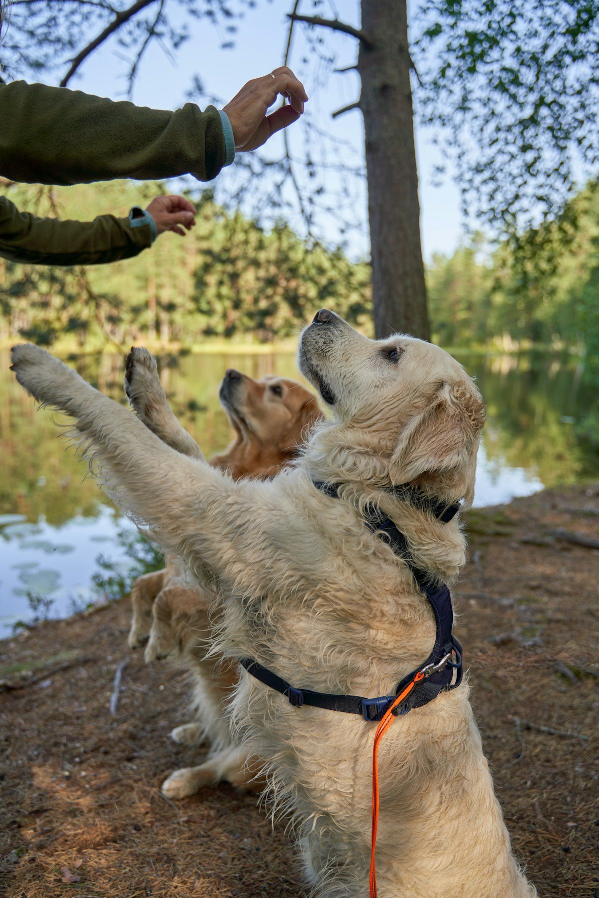 Cachorro para criança autista: dois golden retrievers em sessão de treinamento recebendo petisco à beira do lago