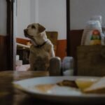 Cachorro pode comer amendoim: labrador observando a mesa de refeição com atenção