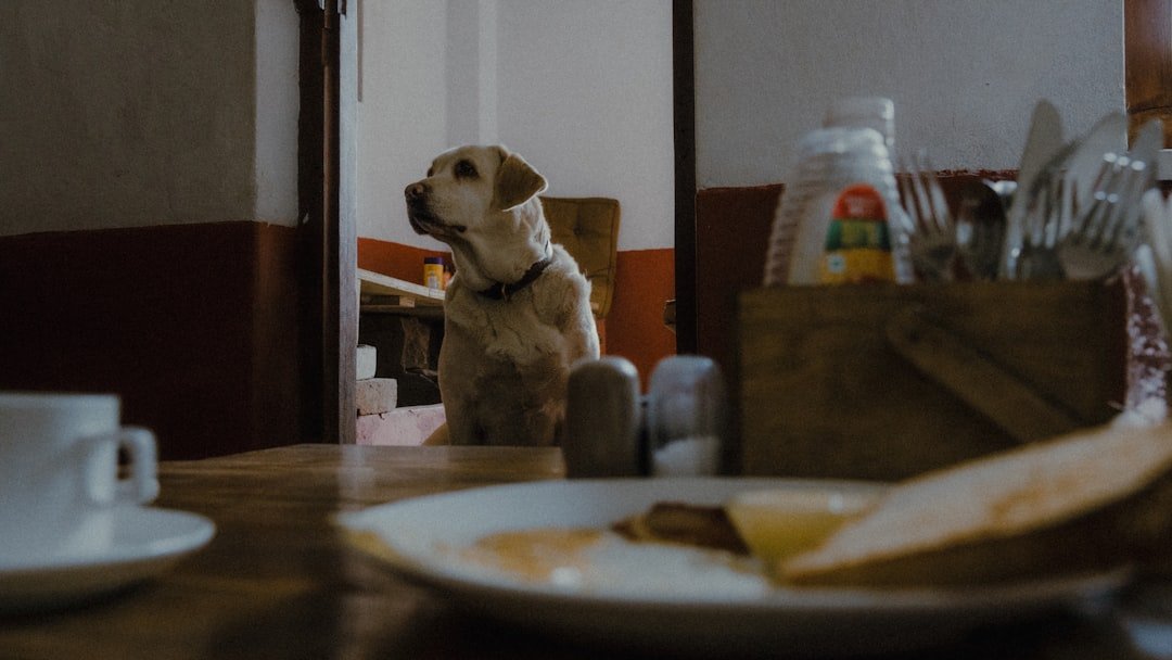 Cachorro pode comer amendoim: labrador observando a mesa de refeição com atenção