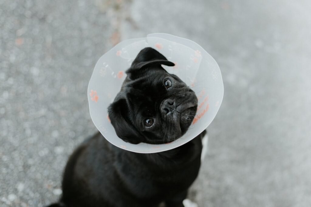 Cachorro pode comer amendoim em excesso e sofrer riscos que exigem atenção veterinária