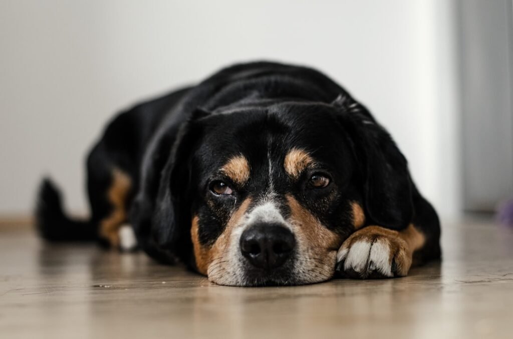 Cachorro pode comer amendoim, mas sinais de mal-estar deitado pedem atenção imediata