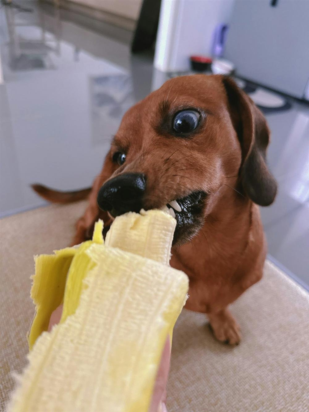 Cachorro pode comer banana? O que saber antes de oferecer essa fruta ao seu cão Cachorro pode comer banana: cachorro salsicha comendo um pedaço de banana descascada na cozinha