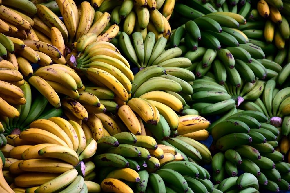 Cachorro pode comer banana? O que saber antes de oferecer essa fruta ao seu cão Cachorro pode comer banana: cacho de bananas maduras e verdes reunidas, mostrando os diferentes pontos de maturação