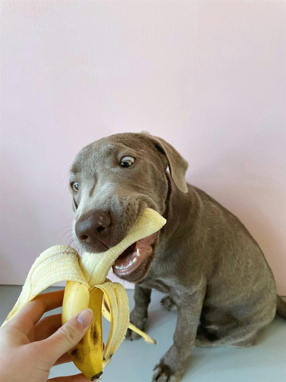 Cachorro pode comer banana? O que saber antes de oferecer essa fruta ao seu cão Cachorro pode comer banana: filhote de weimaraner mordendo uma banana descascada oferecida na mão