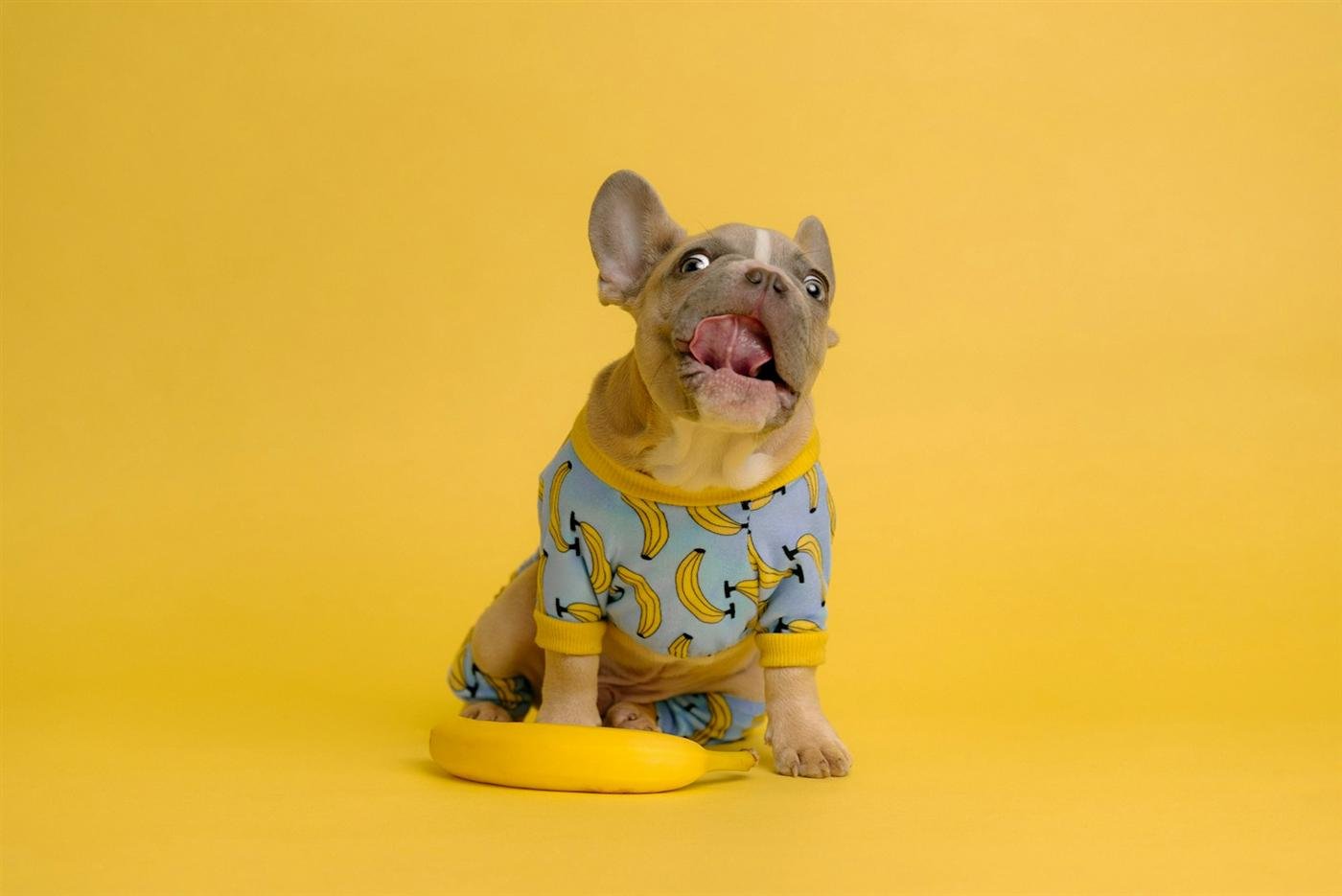 Cachorro pode comer banana: filhote de buldogue francês com pijama estampado de banana sentado ao lado de uma banana inteira