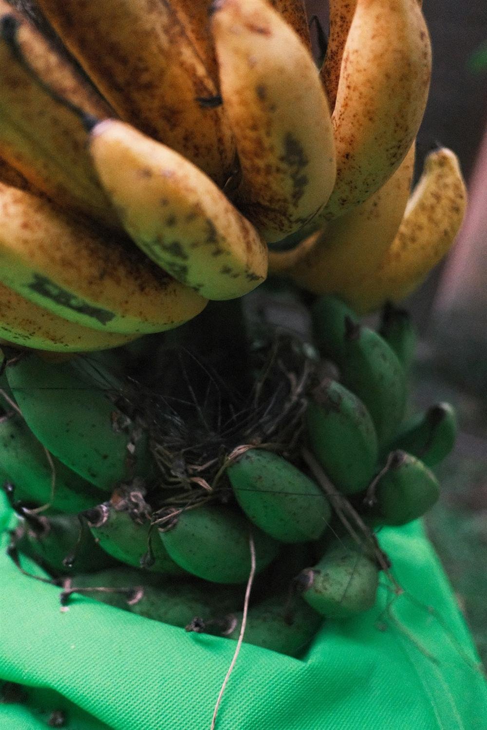 Cachorro pode comer banana? O que saber antes de oferecer essa fruta ao seu cão Cachorro pode comer banana: bananas maduras e bananas verdes lado a lado, mostrando a diferença de maturação