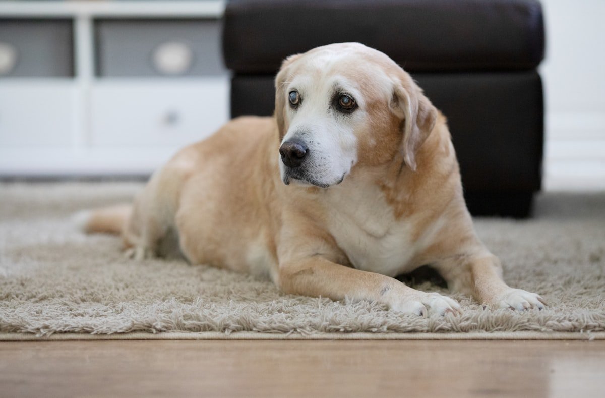 Cachorro Pode Comer Melão? Guia Completo Para Oferecer com Segurança Cachorro pode comer melão com mais cautela quando é idoso, como este cão de porte grande deitado tranquilamente em um tapete