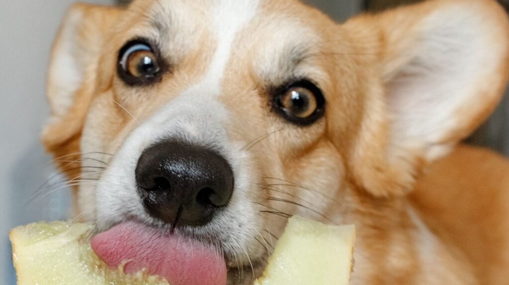 Cachorro pode comer melão: corgi lambendo uma fatia de melão segurada pela mão do tutor