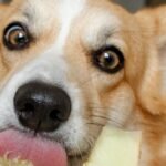 Cachorro pode comer melão: corgi lambendo uma fatia de melão segurada pela mão do tutor