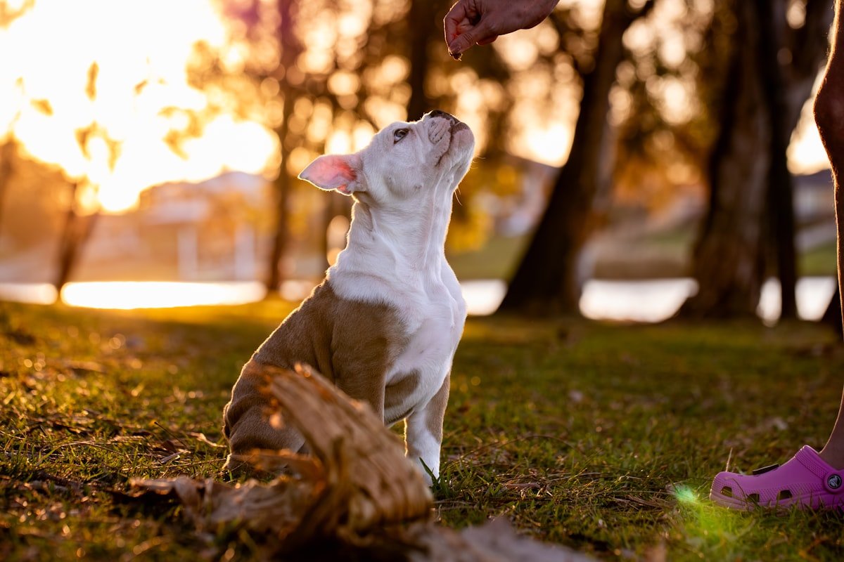 Cachorro Pode Comer Melão? Guia Completo Para Oferecer com Segurança Cachorro pode comer melão em pequenas porções, como mostra este filhote olhando para um petisco oferecido na mão do tutor ao ar livre
