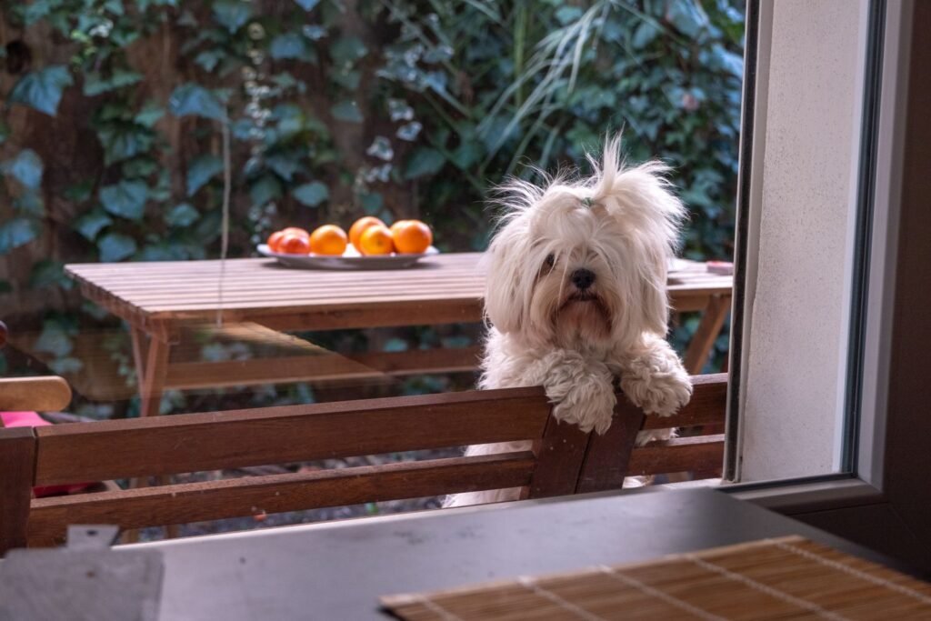 Cachorro pode comer pitaya: cachorro maltês curioso observando frutas em cima da mesa