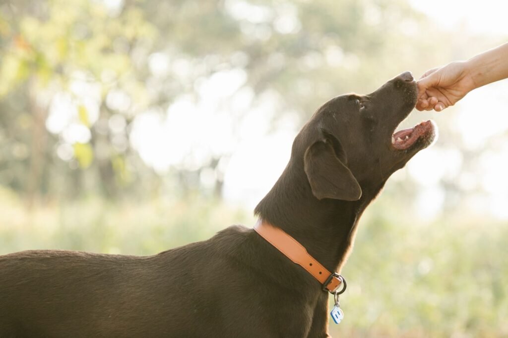 Cachorro pode comer pitaya: labrador recebendo um petisco da mão do tutor ao ar livre