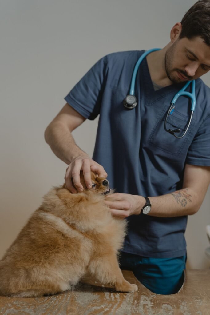 Cachorro pode comer pitaya: veterinário examinando um cão spitz alemão em consulta