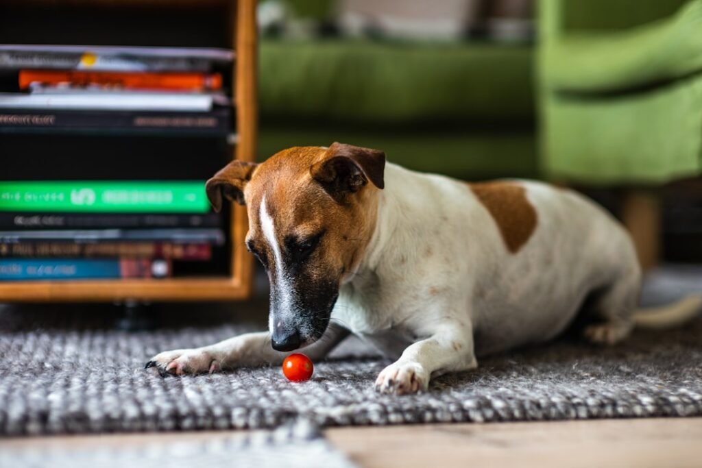Cachorro pode comer tomate: jack russell terrier deitado no tapete observando um tomate-cereja vermelho no chão