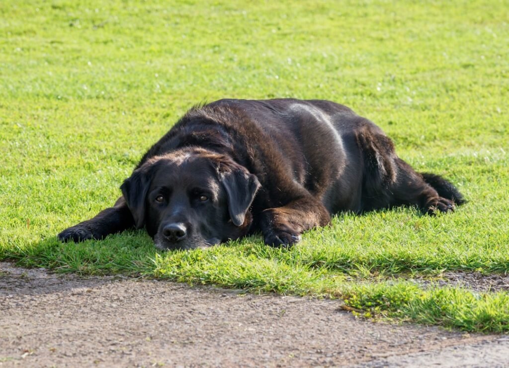 Cachorro pode comer tomate: labrador preto de porte robusto deitado e descansando sobre a grama