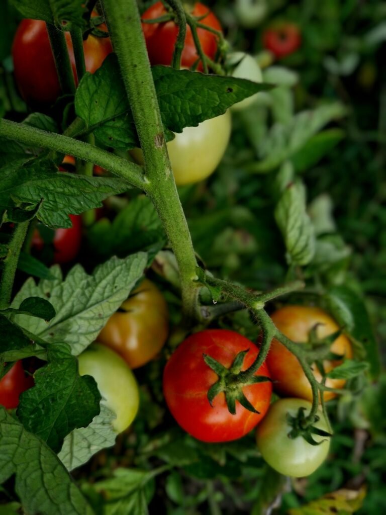 Cachorro pode comer tomate: close-up de pé de tomateiro com frutos vermelhos maduros e verdes ainda não maduros entre as folhas