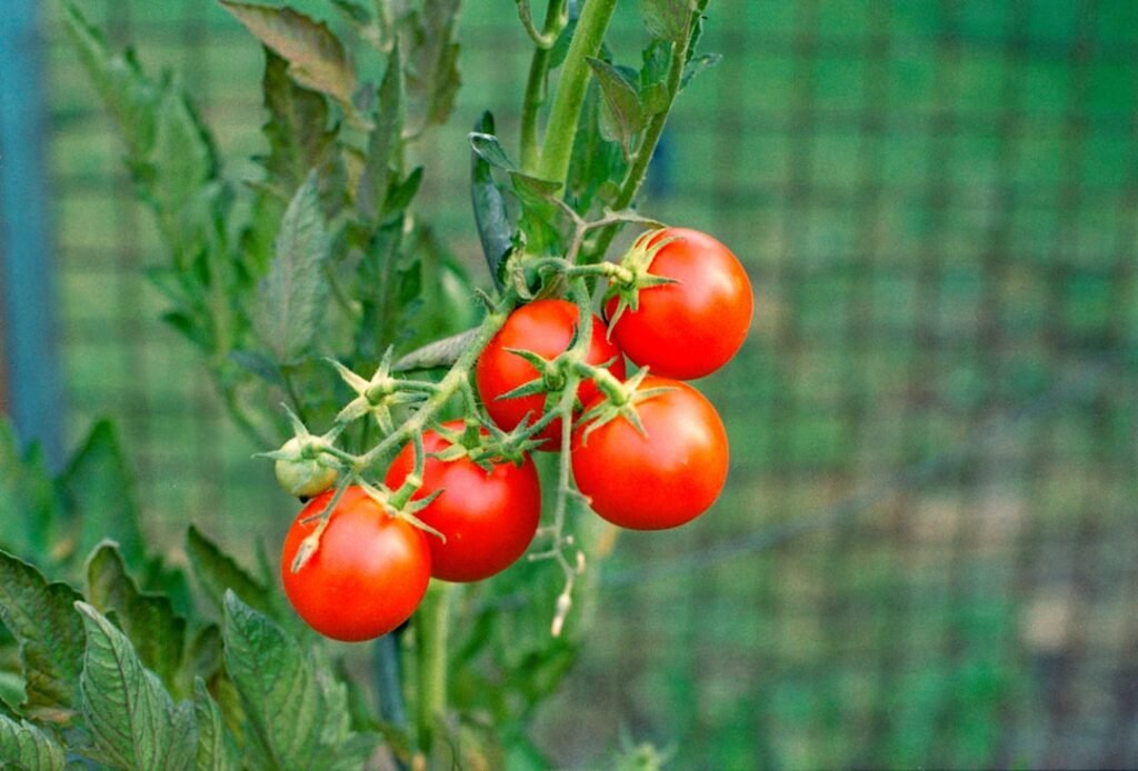 Cachorro pode comer tomate maduro: tomates vermelhos brilhantes crescendo no pé, em horta com fundo verde