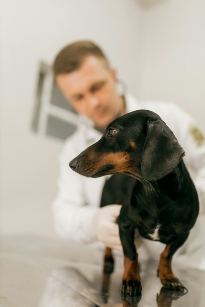 Cachorro pode comer tomate: veterinário de jaleco branco examinando um cão dachshund preto e marrom em consultório