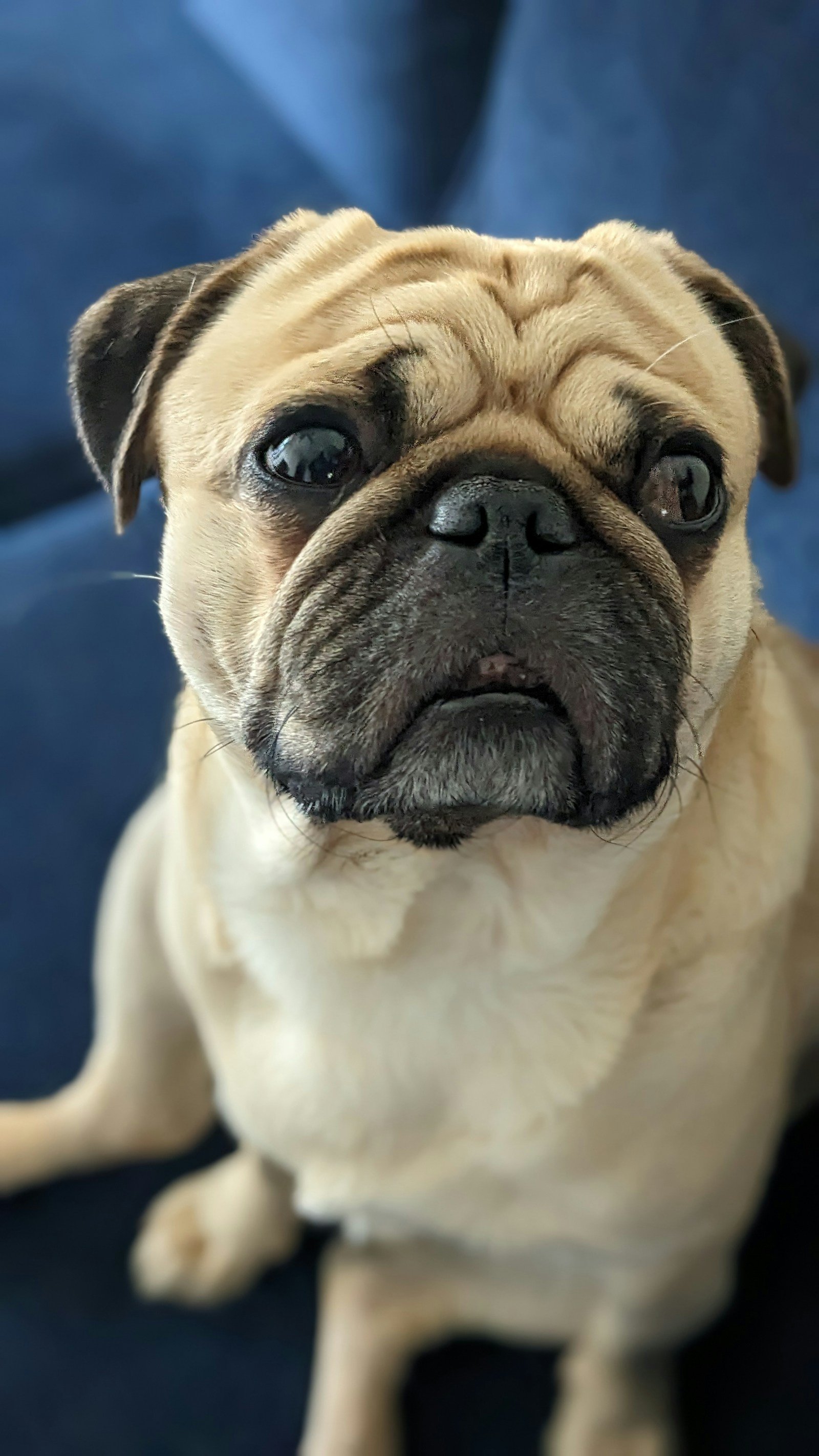 Cachorro pug pequeno sentado em um sofá azul dentro de casa