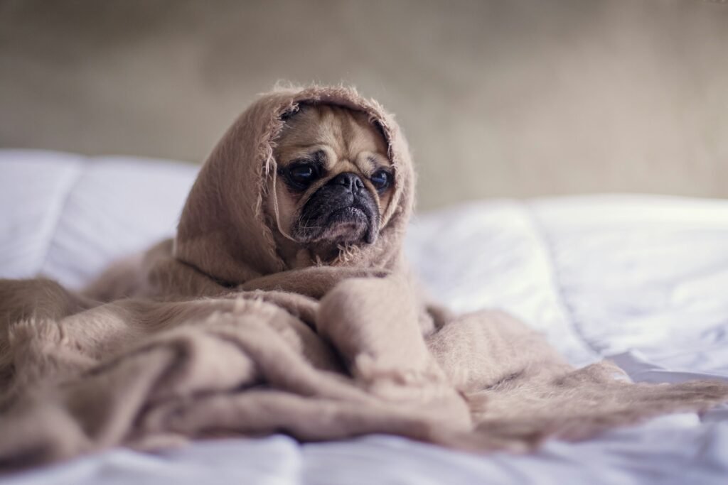 Cachorro pug enrolado em um cobertor macio, com expressão tranquila e carinhosa