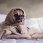 Cachorro pug enrolado em um cobertor macio, com expressão tranquila e carinhosa
