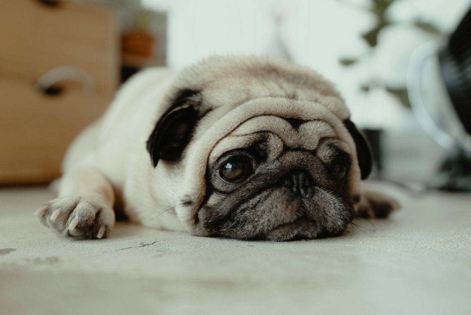 Filhote de cachorro pug deitado no chão, com pelagem clara e olhar curioso