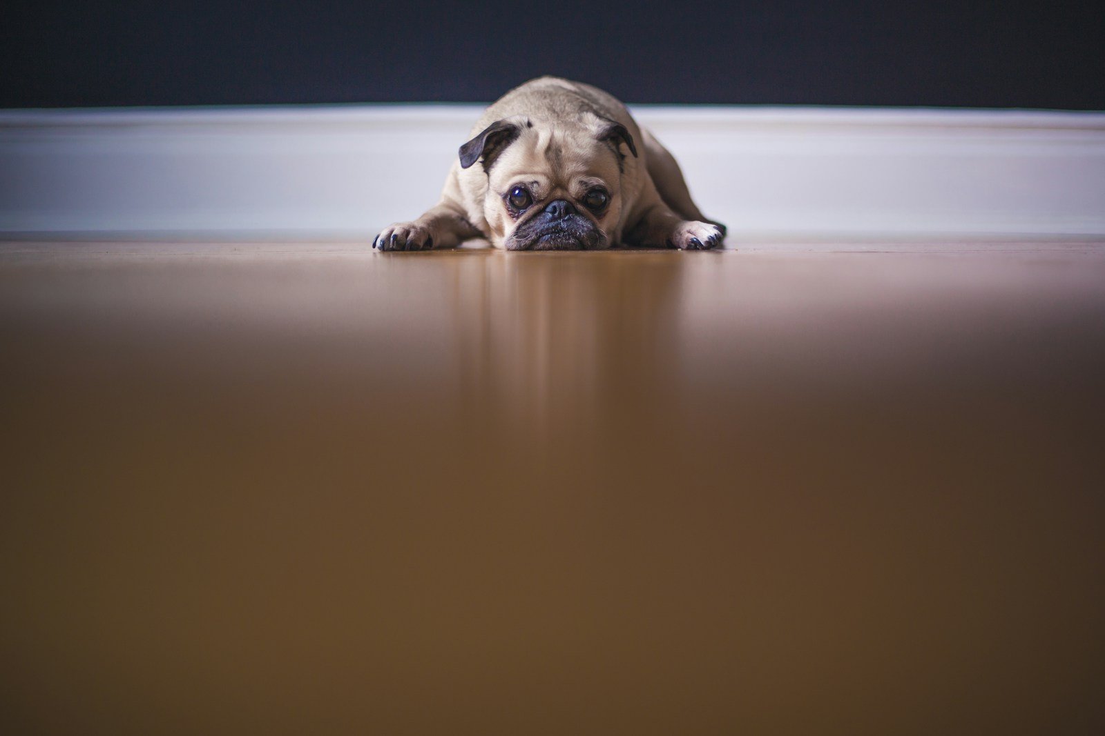 Cachorro pug deitado no chão, corpo compacto e enrugado típico da raça