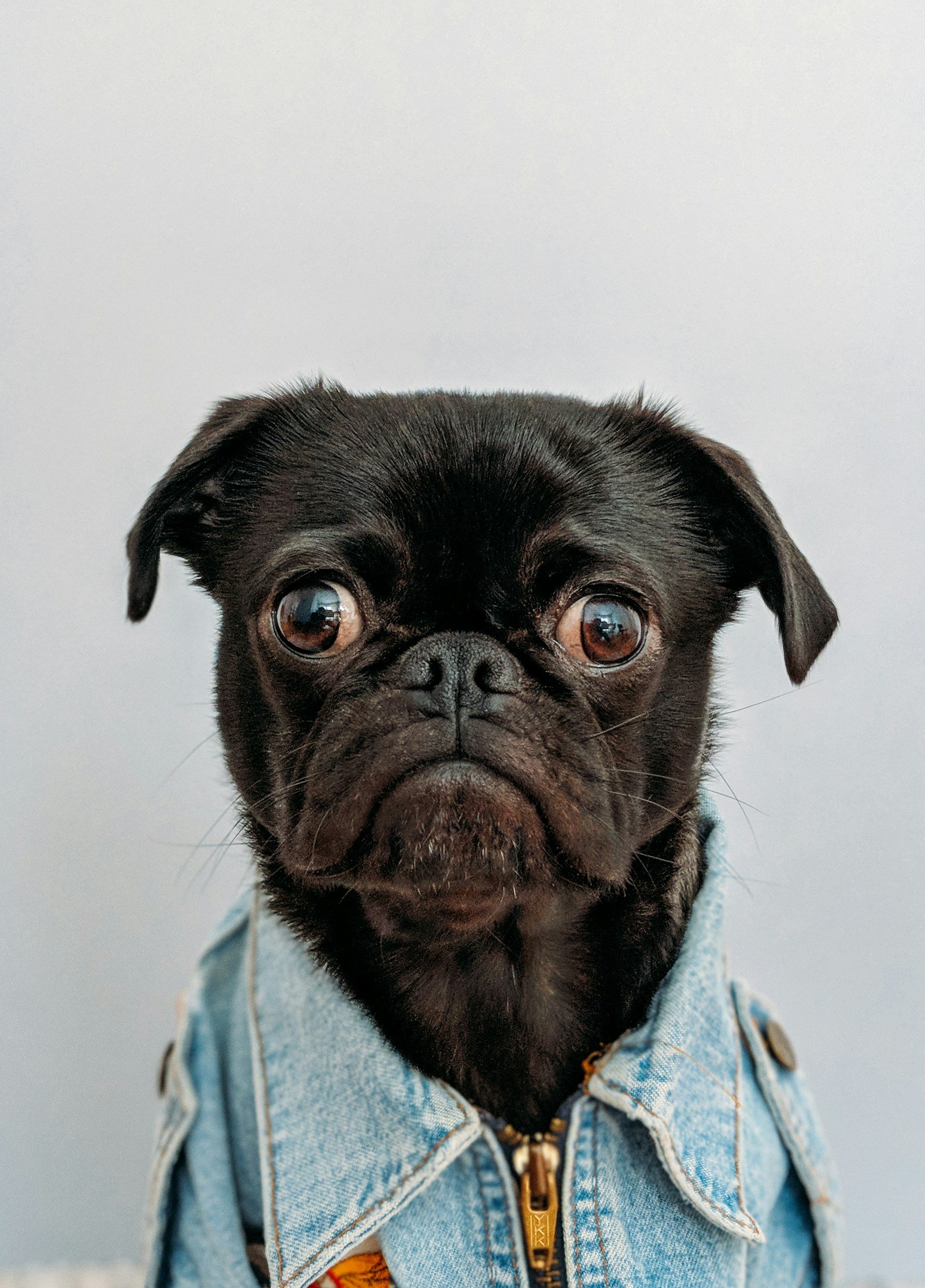 Cachorro pug preto usando jaqueta, com pelagem escura e uniforme característica da variação de cor
