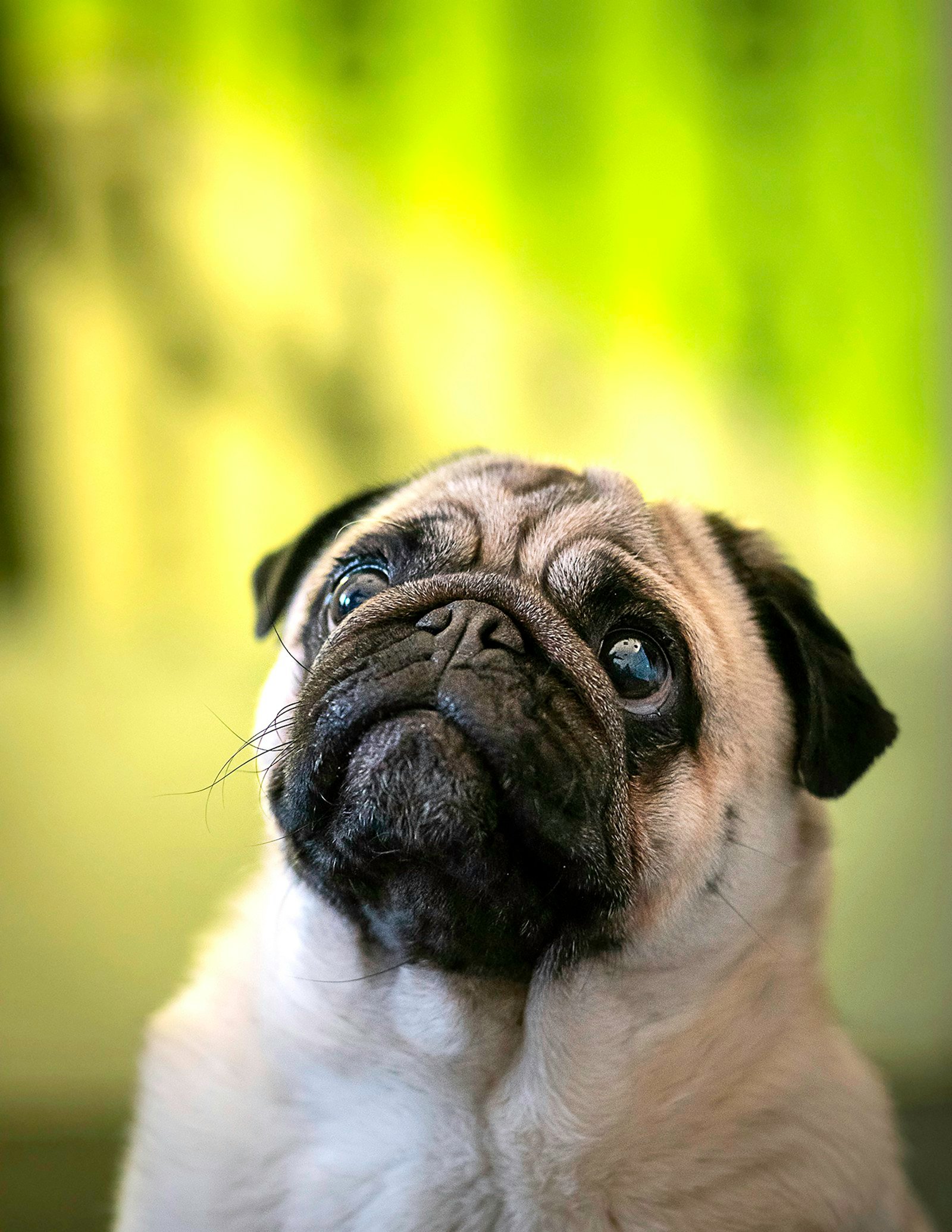 Cachorro pug em close-up, mostrando o focinho curto e as rugas típicas do focinho achatado