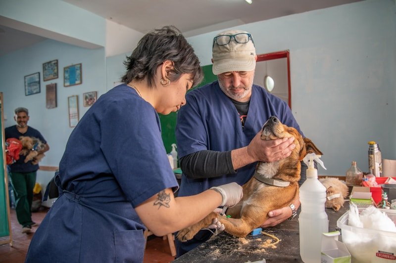 Cachorro com síndrome de down: dupla de veterinários examinando um cão durante consulta