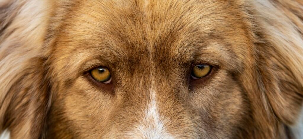 Cachorro com síndrome de down: cão de pelagem dourada com olhar próximo à câmera, foco nos olhos