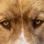 Cachorro com síndrome de down: cão de pelagem dourada com olhar próximo à câmera, foco nos olhos
