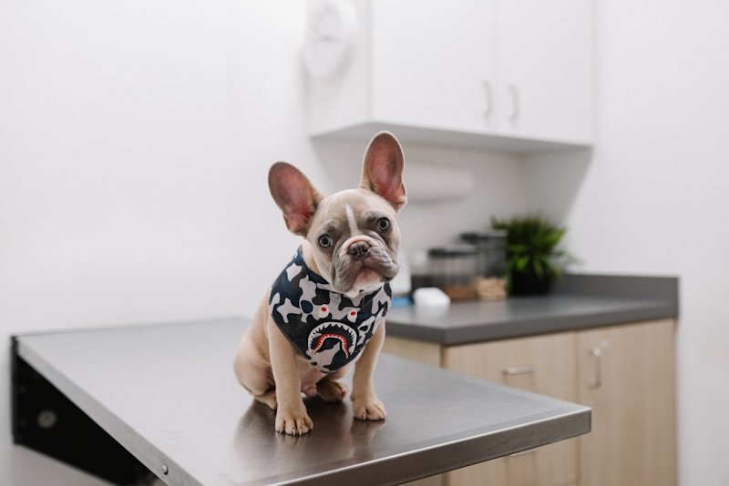 Cachorro com síndrome de down: filhote de bulldog francês sobre mesa de atendimento veterinário