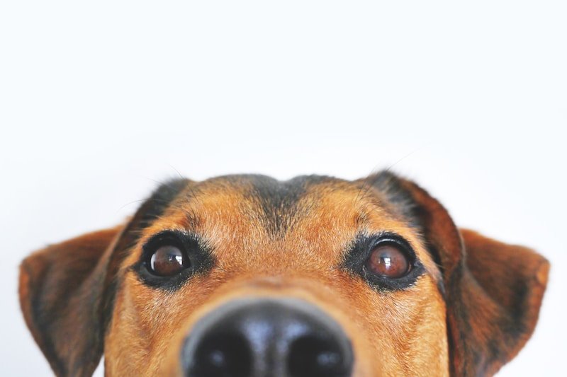 Cachorro com síndrome de down: filhote de focinho claro olhando para cima em fundo branco