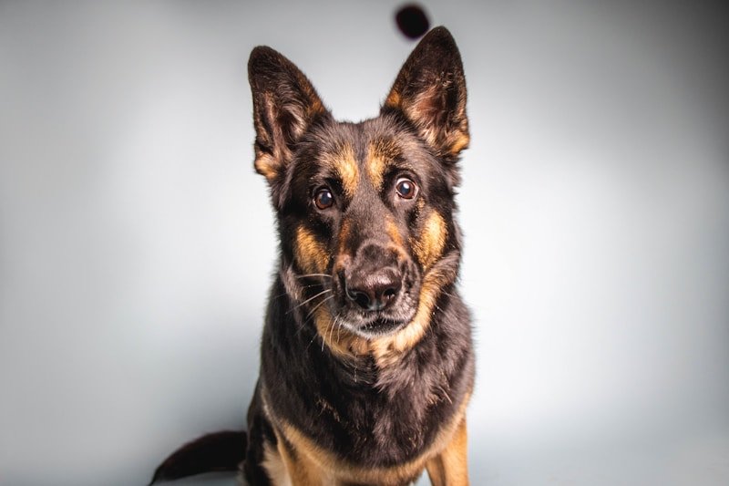 Cachorro com síndrome de down: pastor-alemão de orelhas eretas olhando diretamente para a câmera