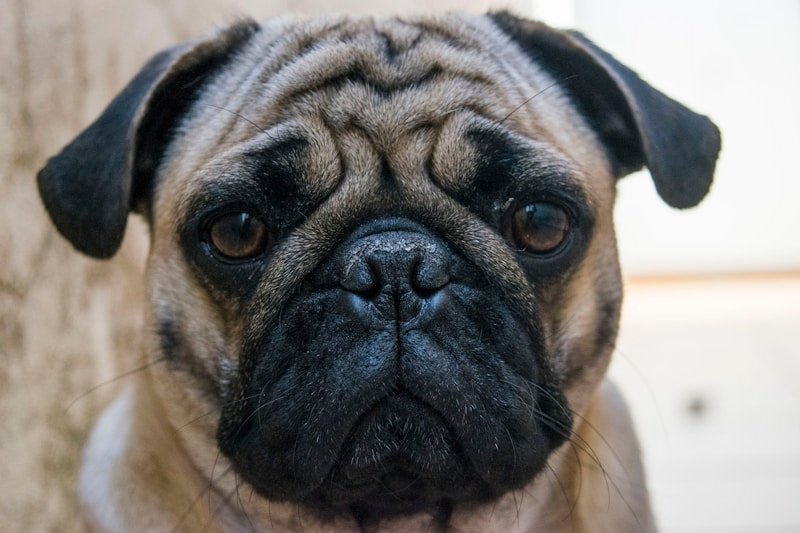 Cachorro com síndrome de down: pug de focinho achatado e rugas faciais características da raça