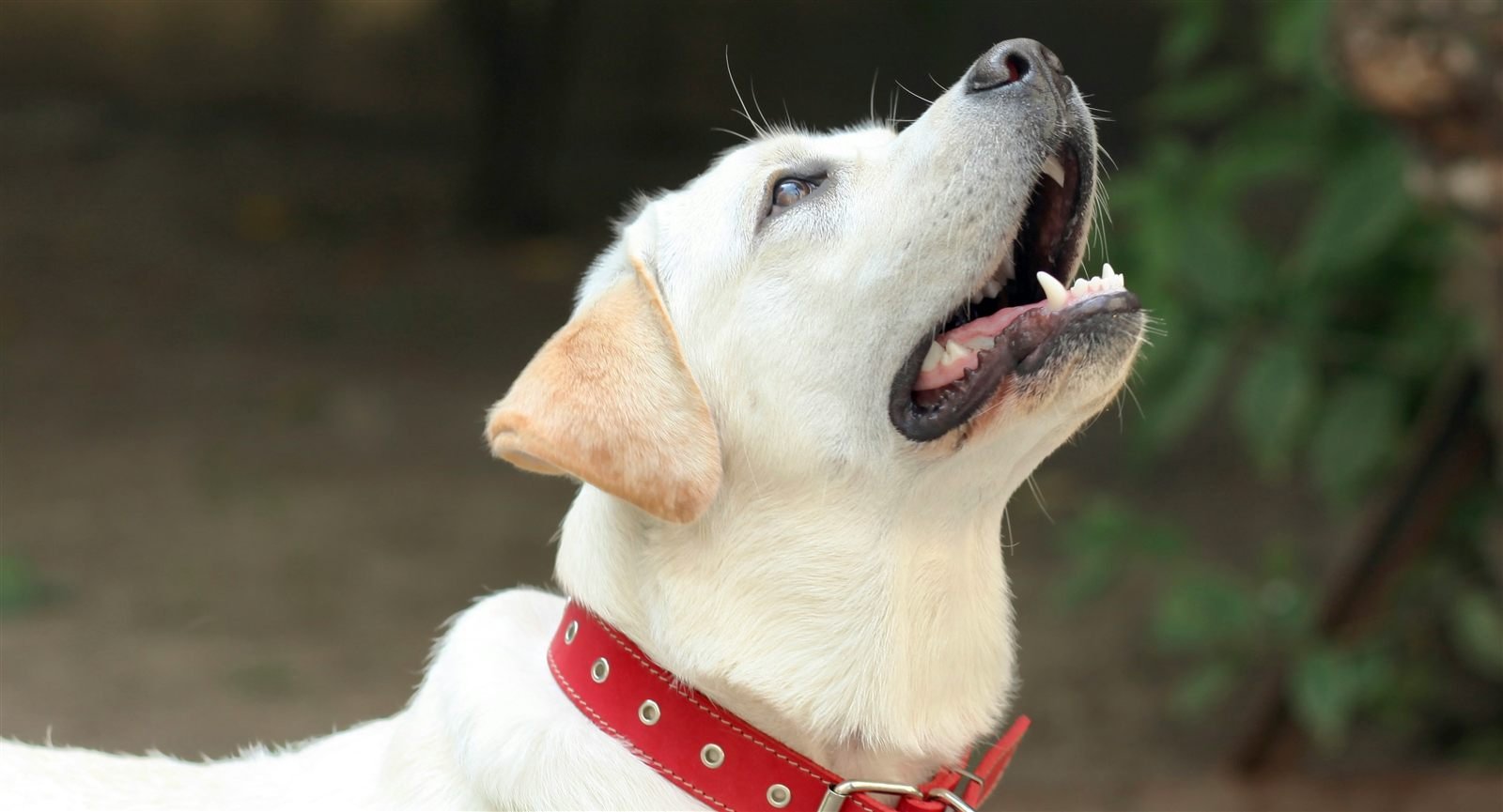 Cachorro tossindo com a boca aberta, olhando para cima - Imagem Ilustrativa