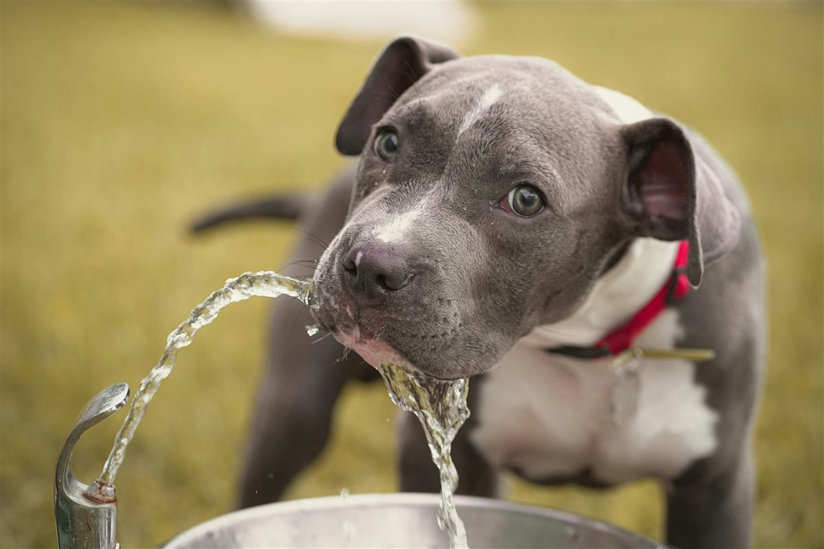Cachorro bebendo água fresca, hidratação essencial em quadros respiratórios